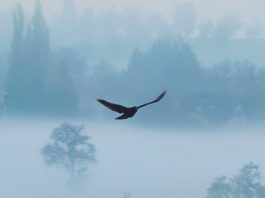 Nuestro Dios Compasivo