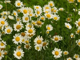 Para fortalecer la confianza cuando la fe vacile