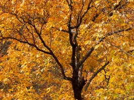 Salvación: La obra de nuestro Dios soberano