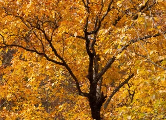 Salvación: La obra de nuestro Dios soberano