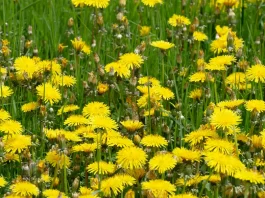 Una herencia imperecedera