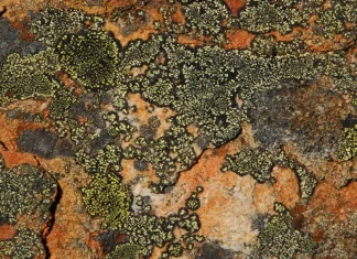 Las provisiones de Dios en la adversidad