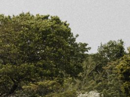 Colores de esperanza