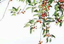 Injertado en la familia de Dios