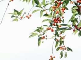 Injertado en la familia de Dios