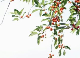 Injertado en la familia de Dios