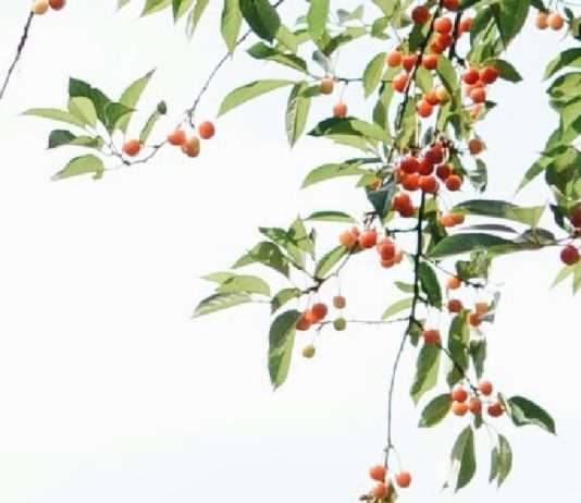 Injertado en la familia de Dios