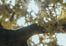 El amor paciente de Dios