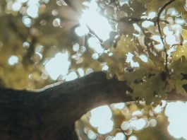 El amor paciente de Dios