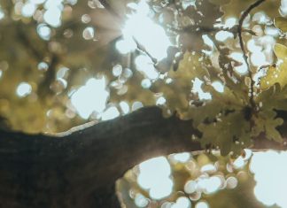 El amor paciente de Dios