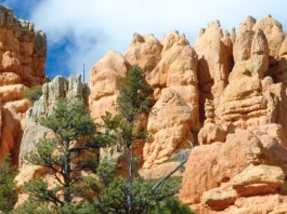 Un corazón agradecido