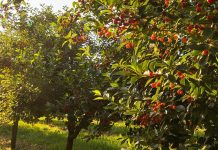 Reflexionar en el carácter de Dios