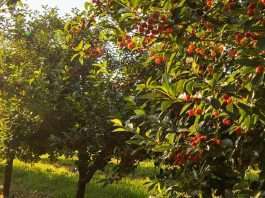 Reflexionar en el carácter de Dios