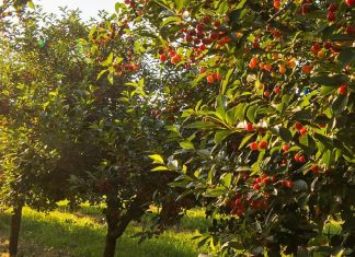 Reflexionar en el carácter de Dios