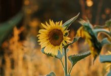 Una audiencia de Uno solo