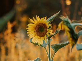 Una audiencia de Uno solo