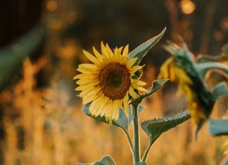 Una audiencia de Uno solo