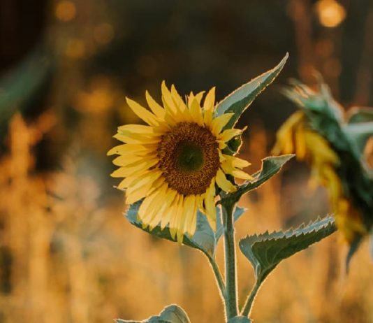 Una audiencia de Uno solo