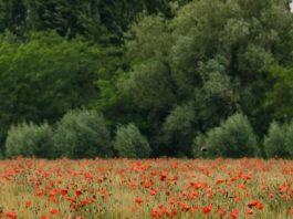 Transformado desde adentro