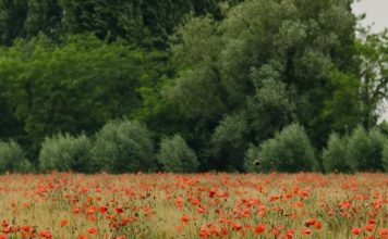 Transformado desde adentro