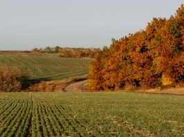 Una sorpresa hermosa