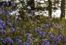 Una casi verdad sigue siendo una falsedad