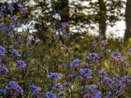 Una casi verdad sigue siendo una falsedad