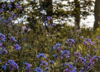 Una casi verdad sigue siendo una falsedad
