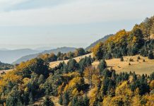 La obediencia es una elección