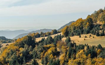 La obediencia es una elección