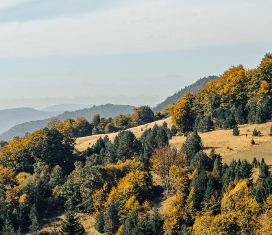 La obediencia es una elección