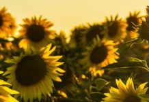 Gratitud a pesar de las pruebas