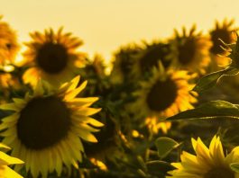 Gratitud a pesar de las pruebas