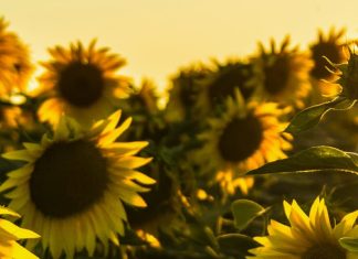 Gratitud a pesar de las pruebas