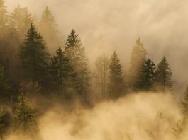 La luz de Cristo resplandece