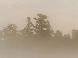 Una respuesta agradecida