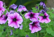 Las cosas buenas de la vida