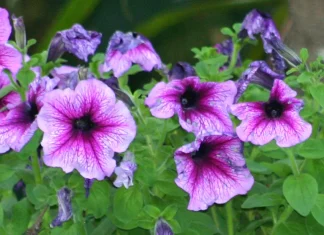 Las cosas buenas de la vida