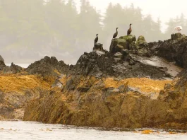 La prisa del domingo