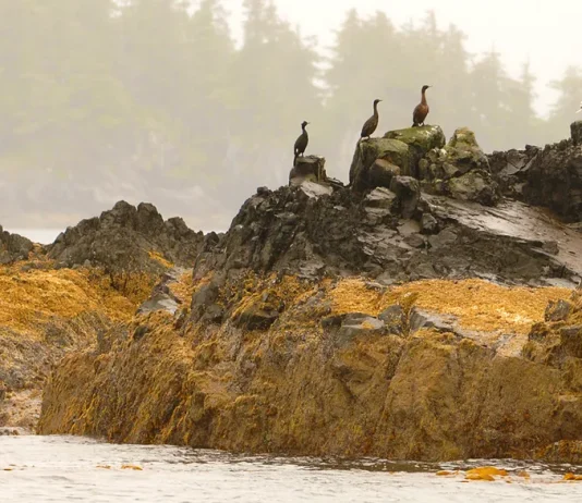 La prisa del domingo