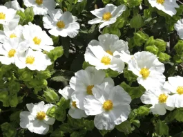 Fe para seguir adelante