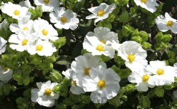 Fe para seguir adelante