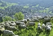 Nuestro compañero incomparable