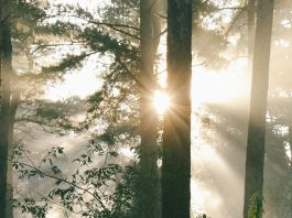 Buena reputación para Cristo