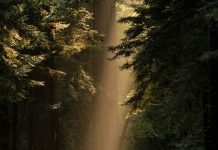 Amor tan fuerte como la muerte