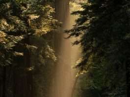 Amor tan fuerte como la muerte