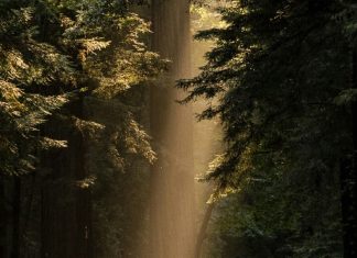 Amor tan fuerte como la muerte