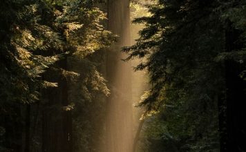 Amor tan fuerte como la muerte