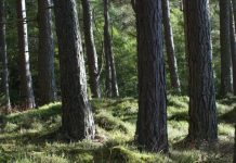 Jesús, nuestro Rescatador