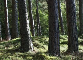 Jesús, nuestro Rescatador